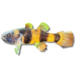 Humlebi Brachygobius xanthozona